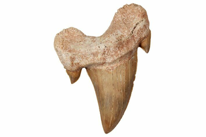 Fossil Shark Tooth (Otodus) - Morocco #353462